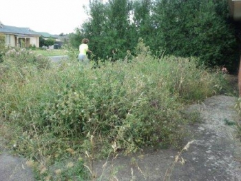 House Front yard Before