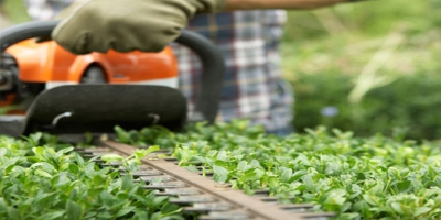 Hedge Trimming