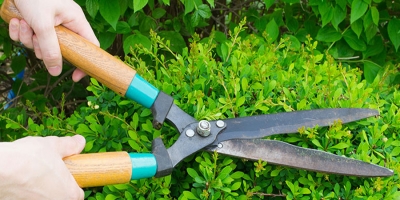 Tree Lopping & Pruning